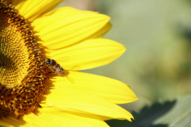 istock field of sunflowers 1032682620