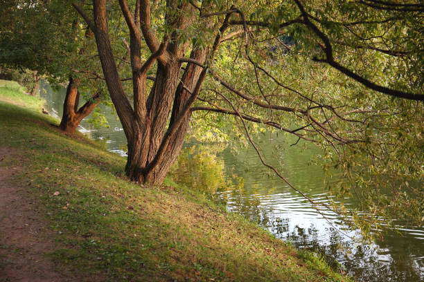 istock Trees by the river in the park on sunset 1032683986