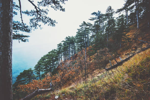 Coniferous Forest Landscape aerial view trees background Travel serene scenery