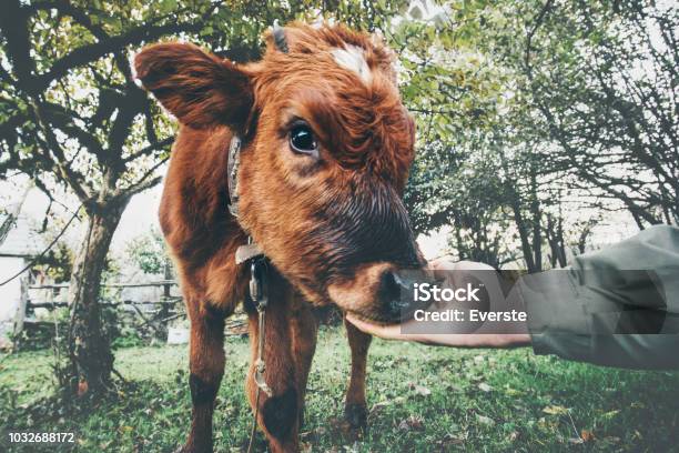 Cow Calf Eating From Man Hand Funny Farm Animal At Alpine Green Valley  Summer Pasture Stock Photo - Download Image Now - iStock