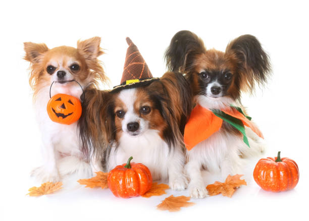 若いパピヨン犬、チワワ、ハロウィーン - small group of objects 写真 ストックフォトと画像