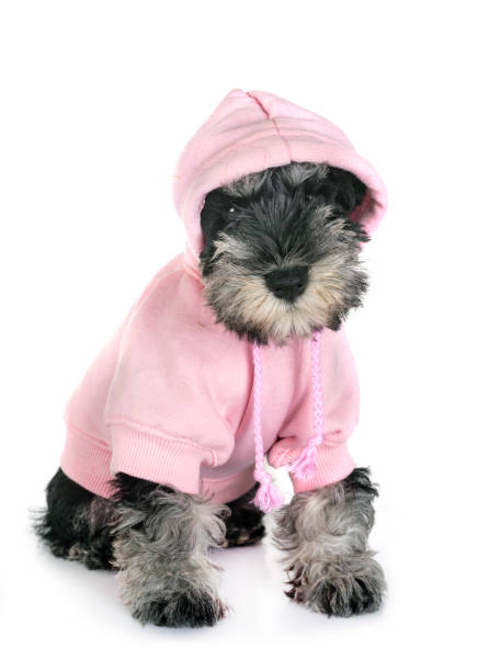450+ Black And Silver Miniature Schnauzer Stock Photos, Pictures & Royalty-Free Images - iStock 450+ Black And Silver Miniature Schnauzer Stock Photos, Pictures & Royalty-Free Images - Istock