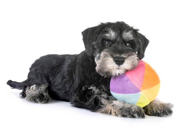 390+ Miniature Black And Silver Schnauzer Stock Photos, Pictures & Royalty-Free Images - iStock 390+ Miniature Black And Silver Schnauzer Stock Photos, Pictures & Royalty-Free Images - Istock