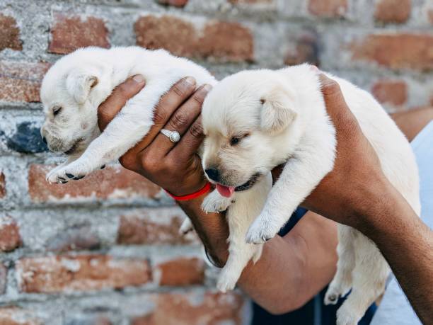 istock Dog and Puppy 1032693534