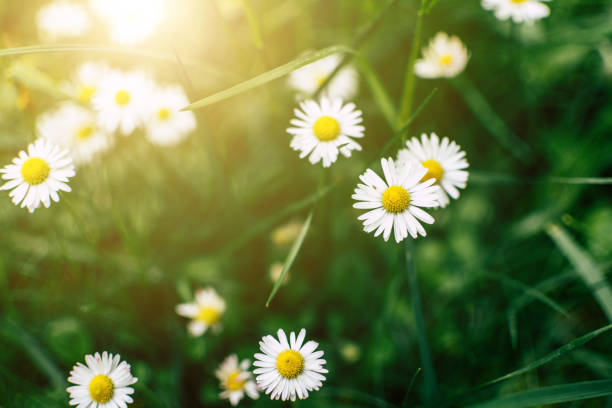 istock White Daisies in a Garden 1032693538