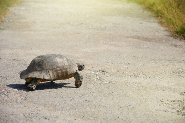 istock Testudo graeca tortoise - greek turtle walking cross the path 1032694346