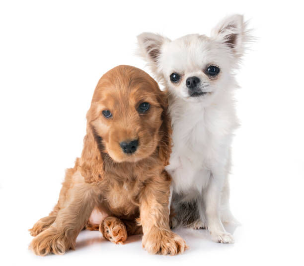 istock puppy cocker spaniel and chihuahua 1032695262