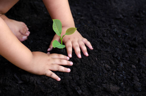istock tree sapling Baby Hand On the dark ground, the concept implanted children's consciousness into the environment 1032698154