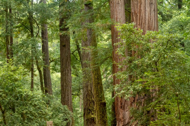 arboleda de árboles redwood con pincel verde - rainforest redwood sequoia footpath fotografías e imágenes de stock
