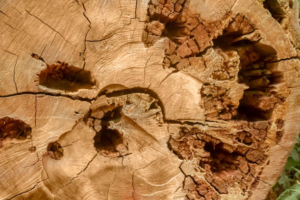 carie pin arbre tronc bord - lumber industry timber tree redwood photos et images de collection