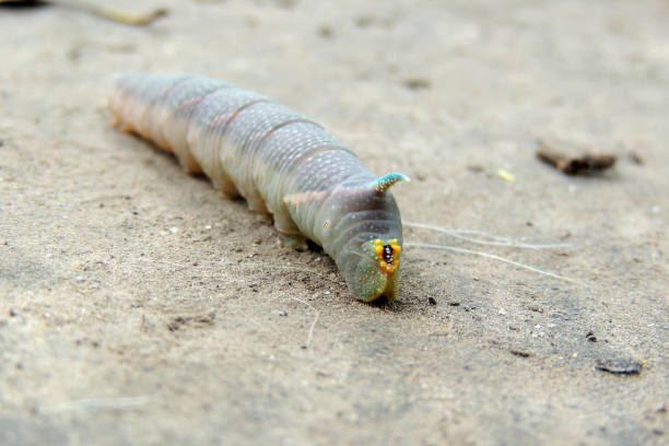 Caterpillar on a green leaf close up. lat. Sphingidae