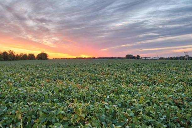 istock Soybean field and beautiful sunrise 1032704322