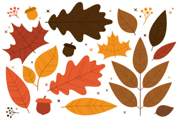 ilustraciones, imágenes clip art, dibujos animados e iconos de stock de elementos de diseño de hoja de otoño - fall leaves