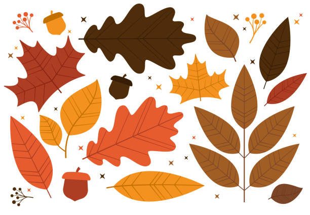 illustrazioni stock, clip art, cartoni animati e icone di tendenza di elementi di design delle foglie autunnali - autumn leaves