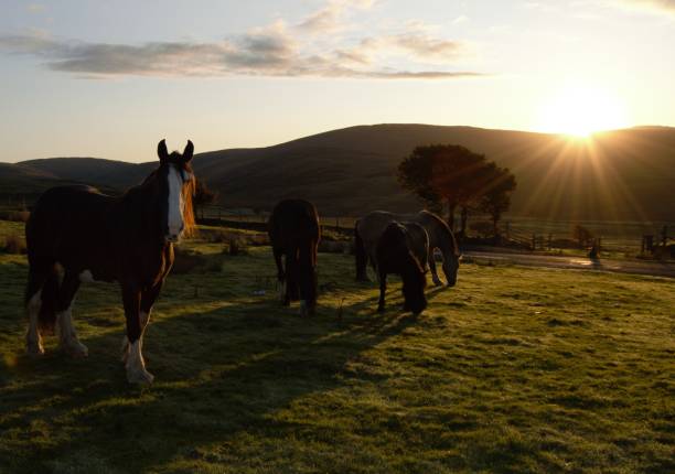 istock Sunrise Horses & Ponies 1032721174