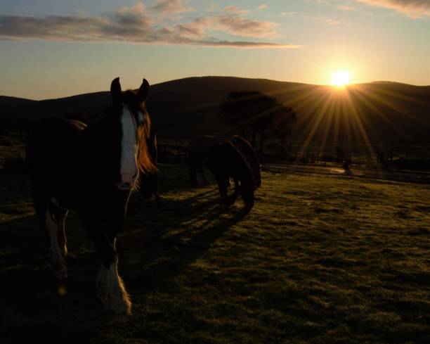 istock Sunrise Horses & Ponies 1032721210