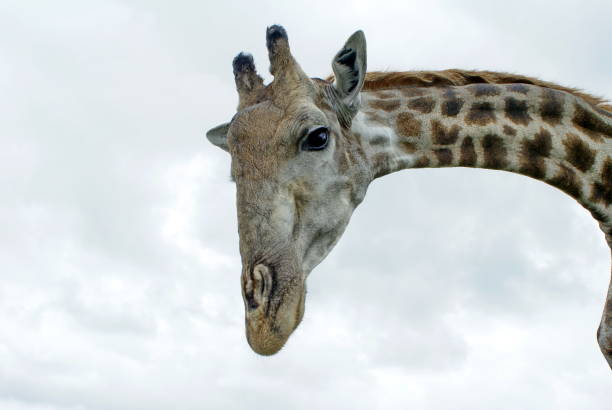 istock Close up of a giraffe 1032729426