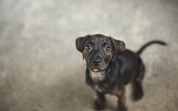 istock Cute little puppy close up 1032733512