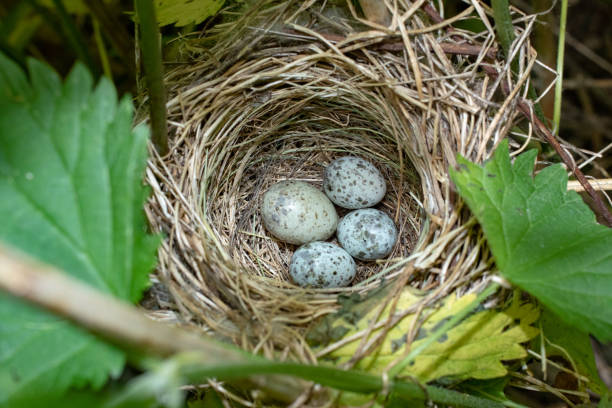 Acrocephalus palustris. The nest of the Marsh Warbler in nature. Common Cuckoo (Cuculus canorus) egg Common Cuckoo (Cuculus canorus) egg between Marsh Warbler (Acrocephalus palustris) eggs. Russia, the Ryazan region (Ryazanskaya oblast), the Pronsky District, Denisovo. birds nest with eggs stock pictures, royalty-free photos & images