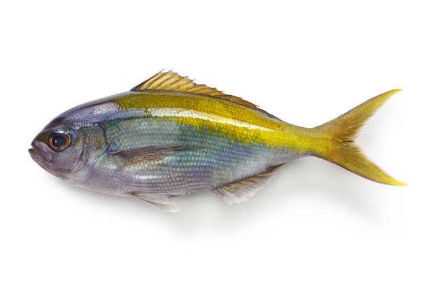 yellowtail blue snapper, paracaesio xanthura