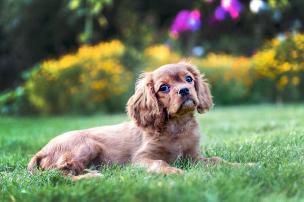 istock Adorable puppy lying on the green grass 1032733872