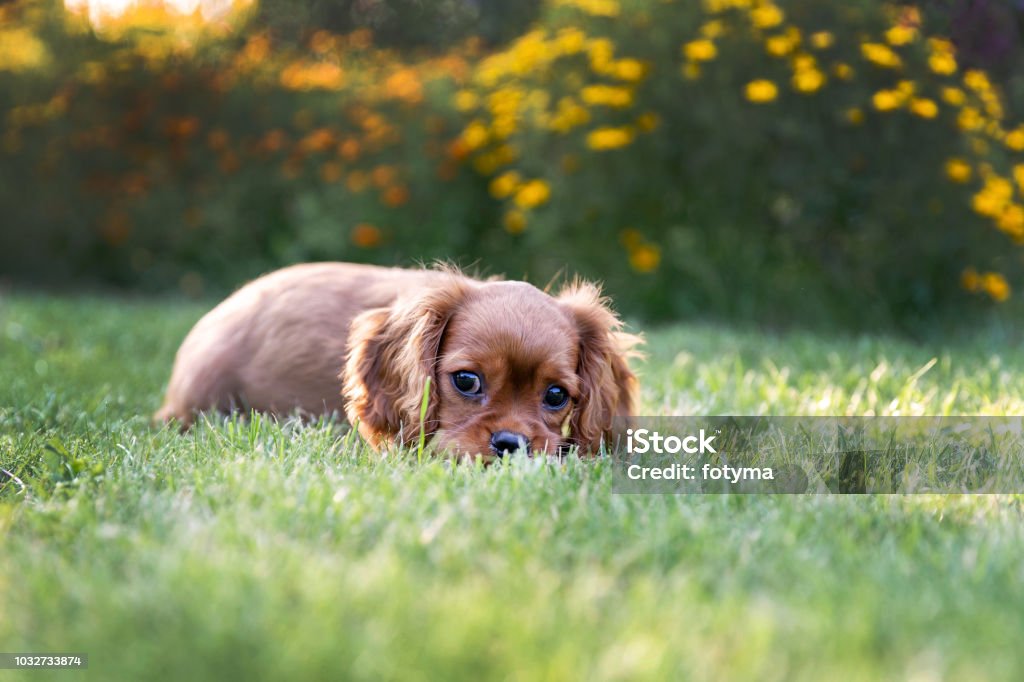 Cute puppy lying on the grass Cute puppy lying on the grass in the garden Cavalier - Cavalry Stock Photo