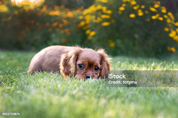 Cute Puppy Lying On The Grass Stock Photo - Download Image Now - Cavalier - Cavalry, Spaniel, Happiness