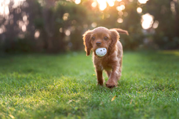 istock Happy puppy playing with ball 1032733942
