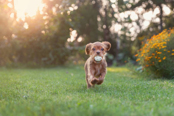 istock Happy puppy playing with ball 1032733966