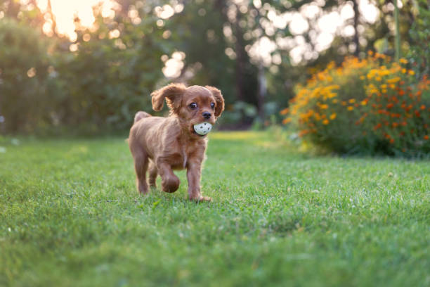 istock Happy puppy playing with ball 1032733990
