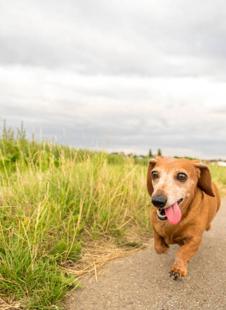 bassotto in miniatura - pets dachshund dog running foto e immagini stock