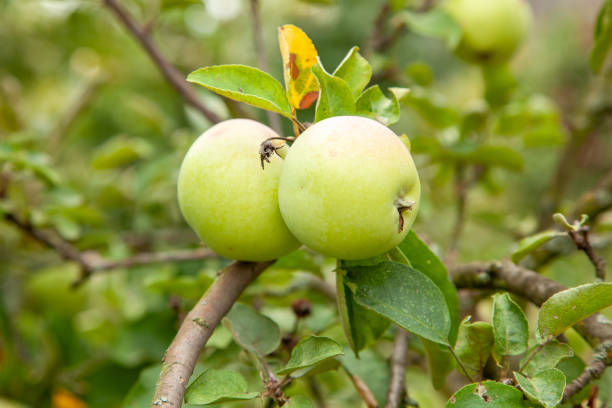 istock Apple tree with apples and green leaves 1032739612