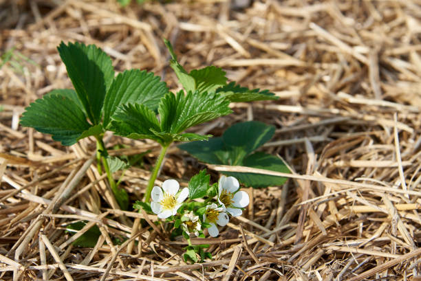 わらのベッドの上で開花いちごのブッシュ。 - strawberry plant bush cultivated ストックフォトと画像