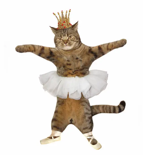The cat ballet dancer is wearing the crown, pointe shoes and a skirt . White background.
