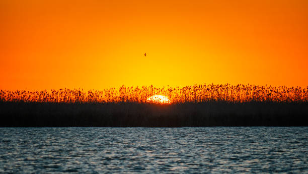 Sun is down in bulrush. Dagestan, Russia