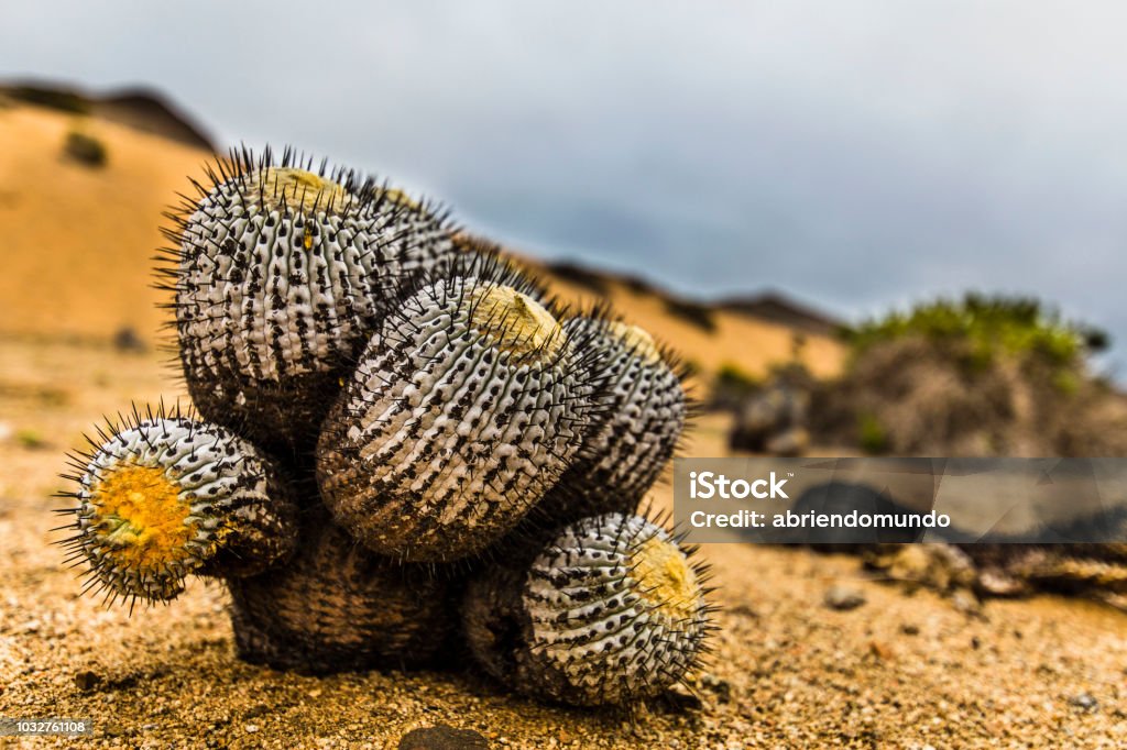 A Copiapoa Cactus inside Pan de Azucar National Park at Atacama Desert, Chile Atacama Desert located at North Chile is an amazing place to enjoy the vast desert extensions full of salt lakes, salt flats, sand, beautiful beaches and an awesome night sky and when the rain comes millions of flowers blooming making a wonderful landscape Atacama Desert Stock Photo