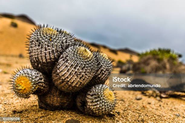 A Copiapoa Cactus Inside Pan De Azucar National Park At Atacama Desert Chile Stock Photo - Download Image Now