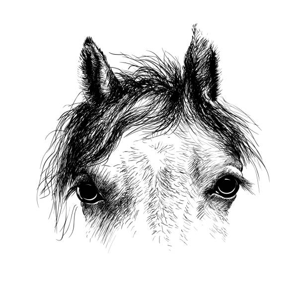 Horse head, ink drawing sketch   isolated on white Horse head, ink drawing sketch,  isolated on white. A closeup portrait of the face of a horse. colts stock illustrations