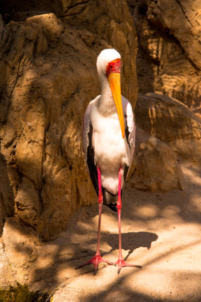 Portrait of a marabu standing ouside the water Portrait of a marabu standing ouside the water marabu stork stock pictures, royalty-free photos & images