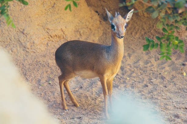 Portrait of a dik-dik looking at the camera