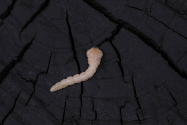 white wood worm on a wooden background white wood worm on a wooden background heart worm stock pictures, royalty-free photos & images