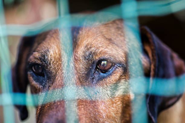 istock Sad eyes of the dog through the grate. 1032774216