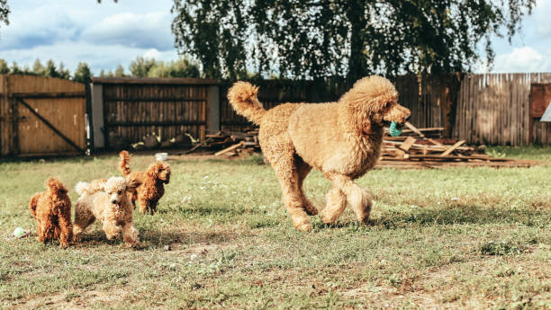 jouet et caniche standard sont joués sur la pelouse. chiens de pedigree de couleur abricot. - standard poodle photos et images de collection