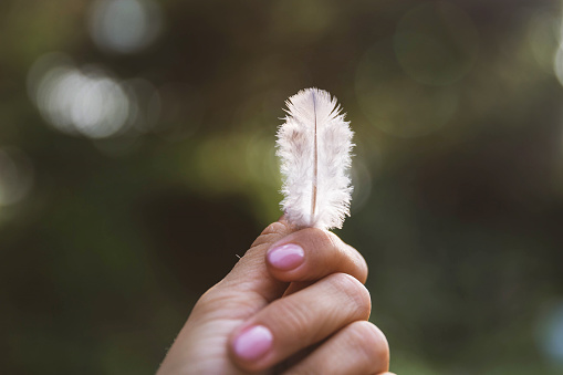 White beautiful feather in woman's hands