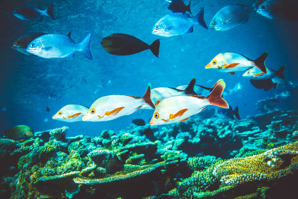 istock Underwater image of colorful bright corals 1032784054