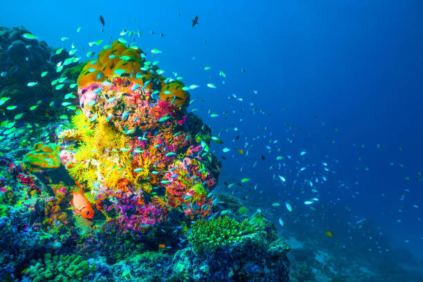 istock Underwater image of colorful bright corals 1032784074