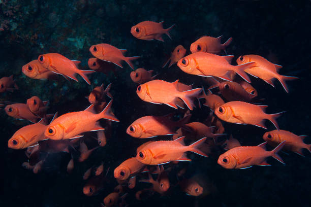 istock Underwater image of school of fish 1032784124