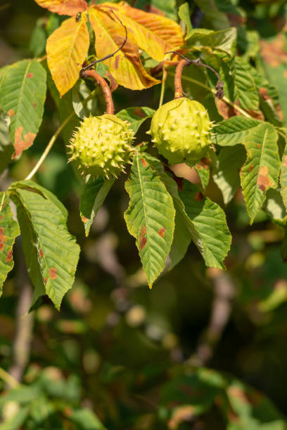 istock fruit of the horse chestnut tree  in early fall 1032784228