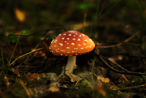 istock amanita mushroom close-up 1032784250