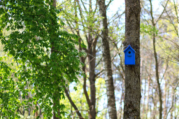 bunte häuser für vögel auf baum, das konzept des tierschutzes - birdhouse animal nest house residential structure stock-fotos und bilder